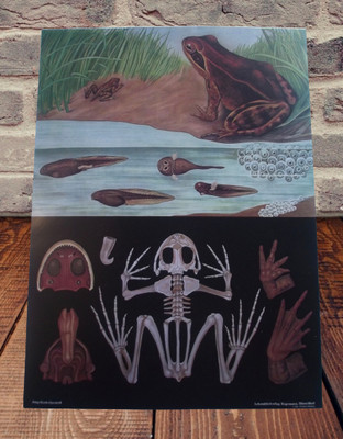 Jung-Koch-Quentell Zoology Art Print School Poster Tritons Salamander Skeleton 