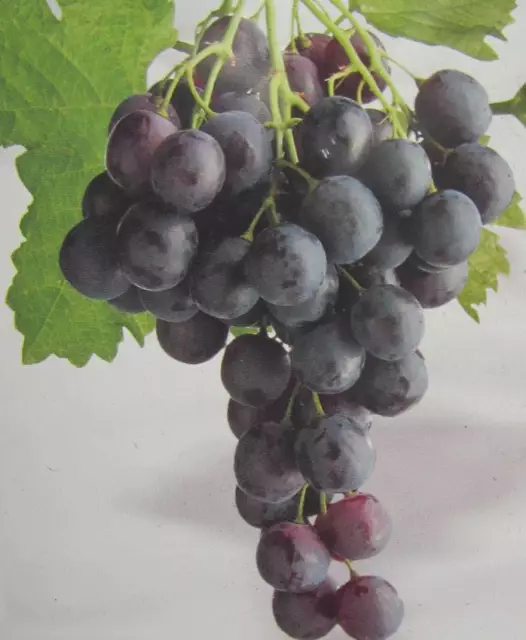 Vitis vinifera - kernlose blaue Trauben - Weinrebe - Pflanze 100-120cm Weinstock