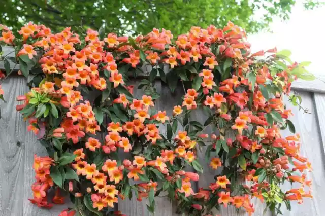 Trumpet Vine Orange - Campsis Radicans (50 Seeds) Tropic Climbing Perennial!