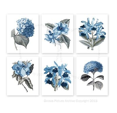 Blu Floreale Botanico Illustrazioni Set Di 6 senza Cornice Ragazze Stanza Stampe