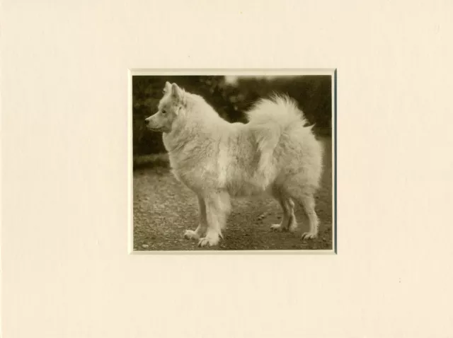 Samoyed Original Vintage 1931 Dog Print Mounted Ready To Frame