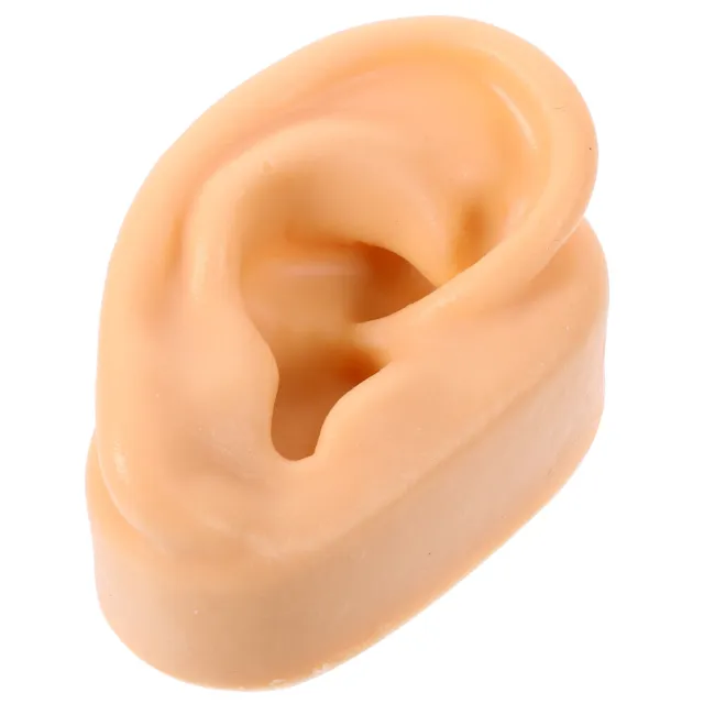 Menschliches Ohr Modell Simulation Künstliches Menschliches Linkes Ohr Silikon