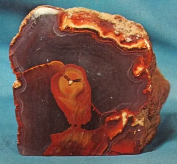 Petley Color Postcard Hooded Owl Agate Triangle Rock Shop Lordsburg New Mexico