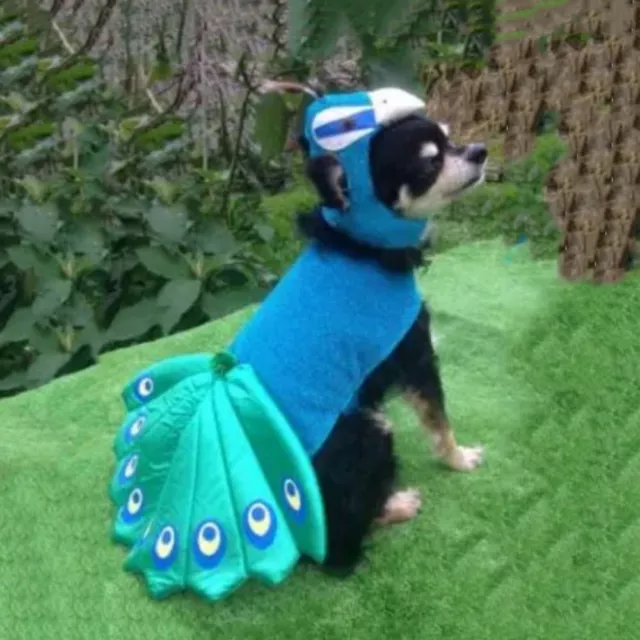 Costume cosplay pavone animale domestico costume pavone blu gatto cappuccio pavone regolabile