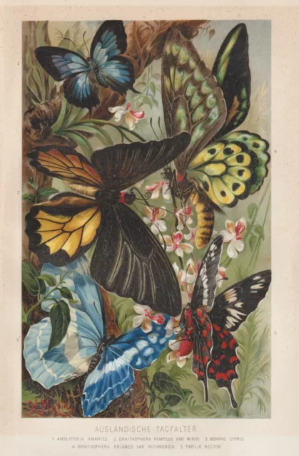 Schmetterlinge Tagfalter Lithographie von 1890 butterfly Papilio Morpho