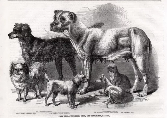 Dog Show, Pug, Japanese Chin, Italian Greyhound, Mastiff, 1860s Antique Print