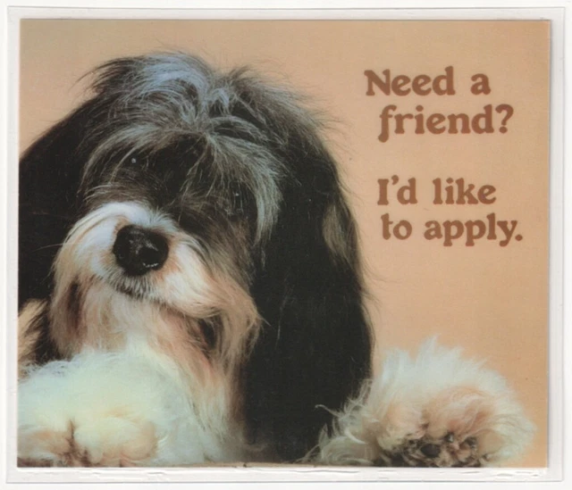 Havanese Dog, Need A Friend? I'd Like To Apply, Novelty Russ Coaster Postcard
