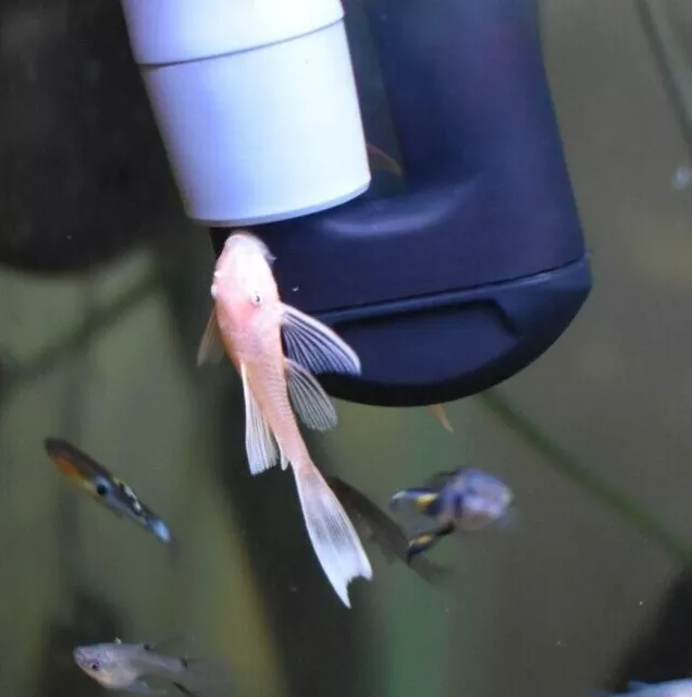 L144A PLECO (1) Longfin Blue Eye Lemon Juvenile (1.75-2") Live Freshwater
