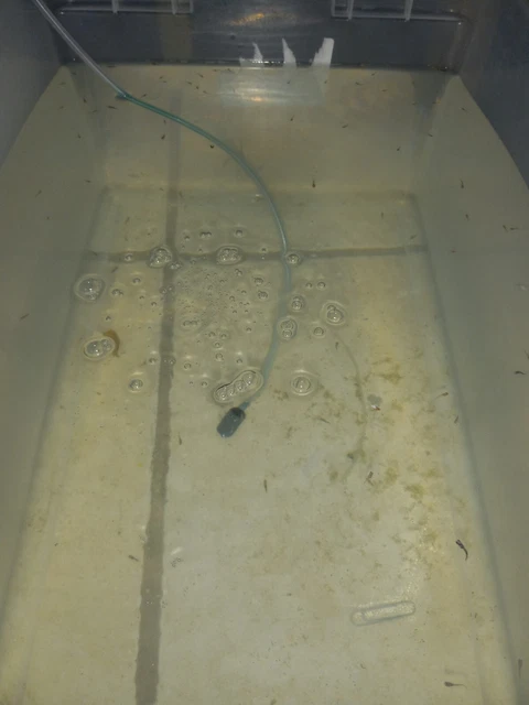 8+ Live (fry) Guppy Fish - Blue Moscow  - Very High Quality