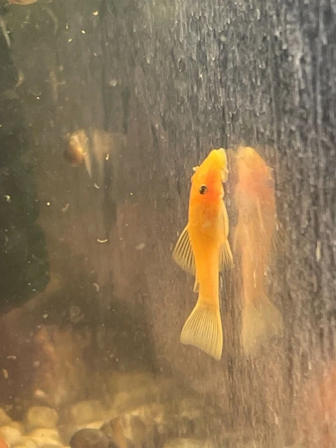 BRIGHT YELLOW ( 1.25-1.5") - BLUE EYED LEMON PLECO (Unsexed) $7 each 2