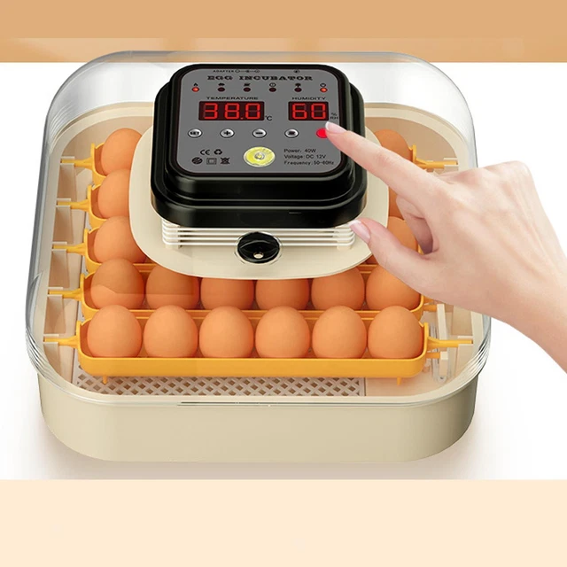 Incubateur Automatique D'Œufs De Poule, 4 À 6 Mini Œufs, Avec Régulateur De Température Et