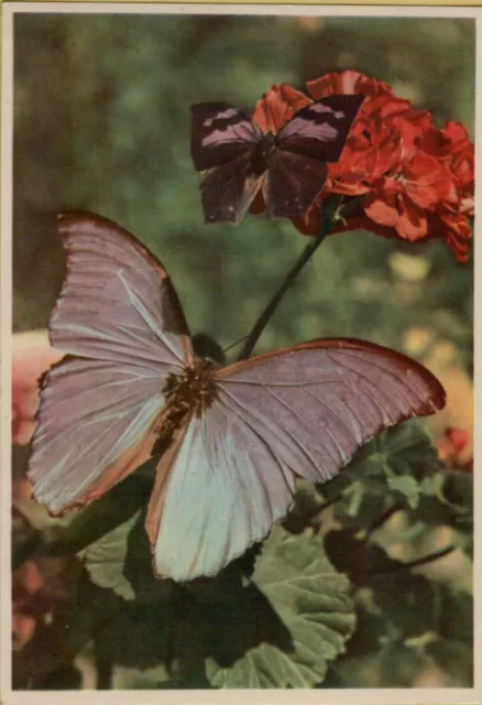 55525m  vecchia cartolina con farfalla farfalle