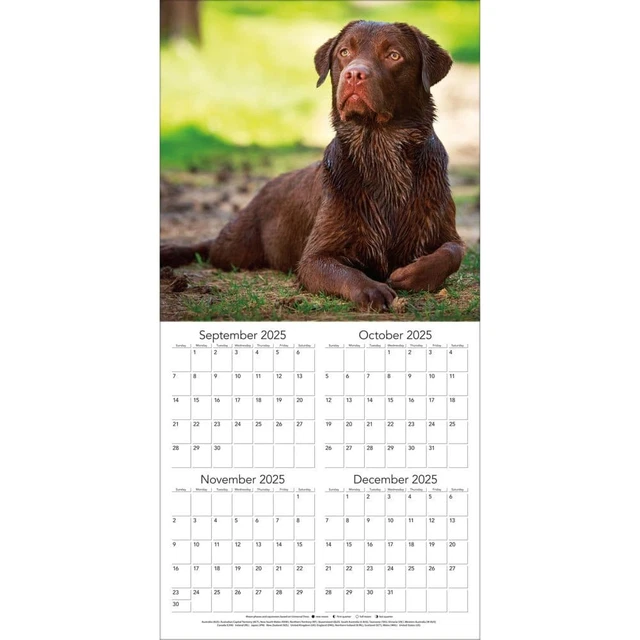 TURNER LICENSING, Labrador Retreivers Photo 2026 Wall Calendar, 12'' X