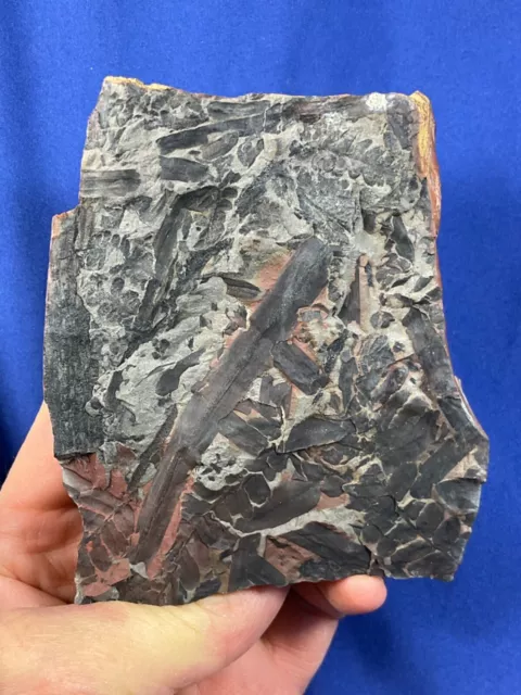 Carboniferous matrix with plant fossils Fossilien Karbon France, Farn fern