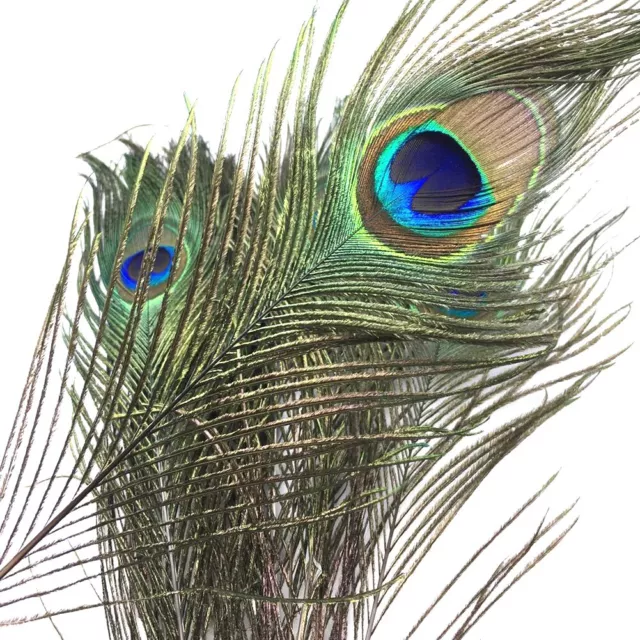 Eye Catching Peacock Tail DIY Craft Material 1020pcs Fly Fishing Bait Tying