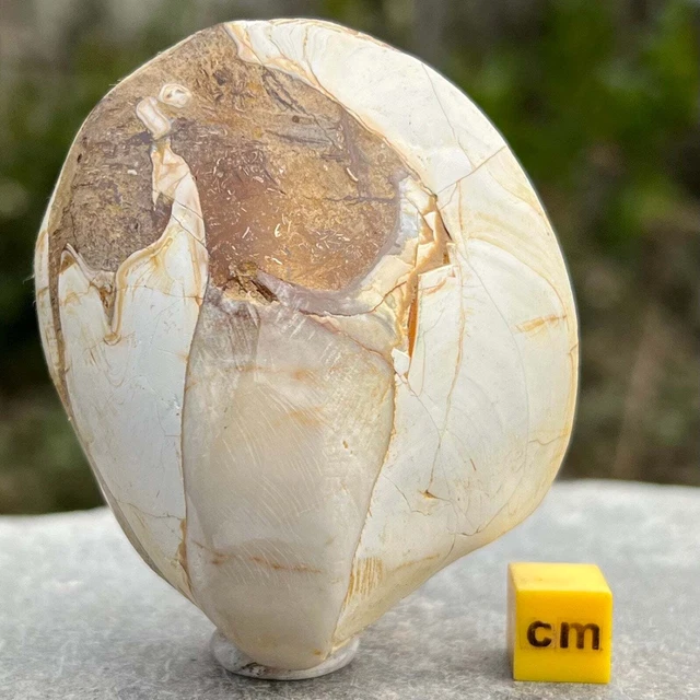 Bivalve fossil - jurassic period, madagascar - unique marine life collectible