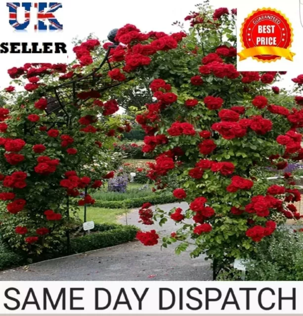 ROSE SEEDS 30x CLIMBING RED ROSE FLOWER SEEDS GARDEN PLANT SEEDS,  UK SELLER