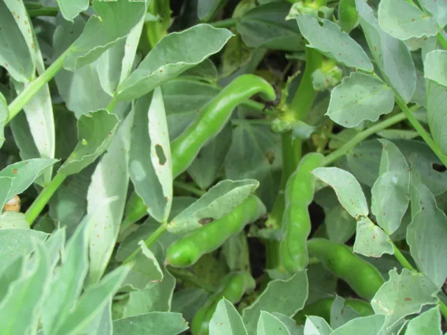 Broad Bean  Aquadulce Claudia  145 Gm  Approx 88~98 Seeds