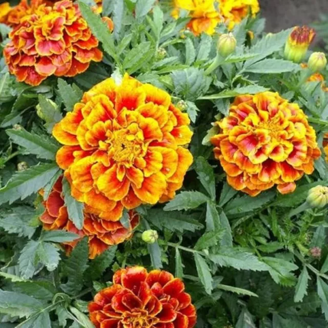 MARIGOLD Sparky Mixed 150+ Seeds flower cottage garden Spring Summer companion