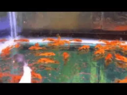 Super Red Bristlenose Pleco (Ancistrus Sp.)