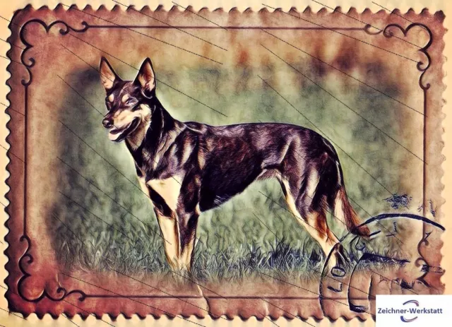 Australian Kelpie--1b16