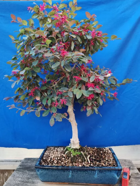 Bonsai Loropetalo H 82 CM Visite Le Magasin