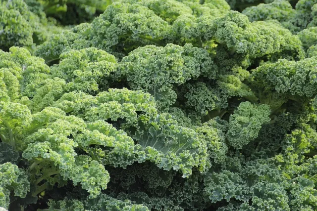 Kale Seeds Dwarf Green Curled - Ideal for Smaller Gardens / Containers