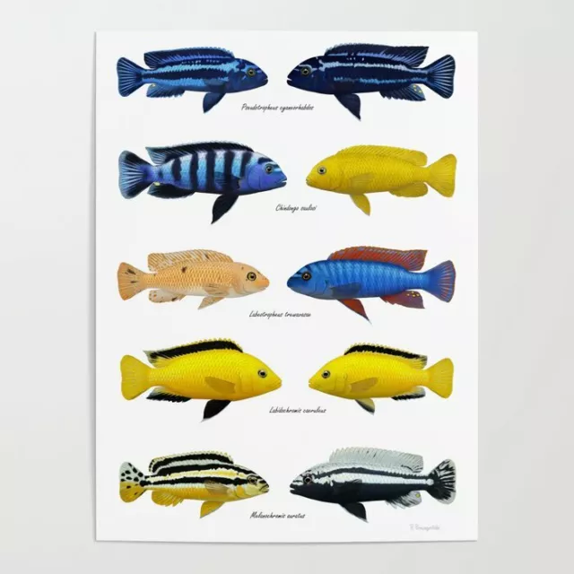 Assorted African Cichlids mbuna small Qty. 4