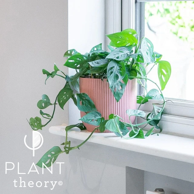 MINI SWISS CHEESE Monstera Plant Adansonii Mexican Breadfruit 12cm Indoor Plant £35.98 PicClick UK