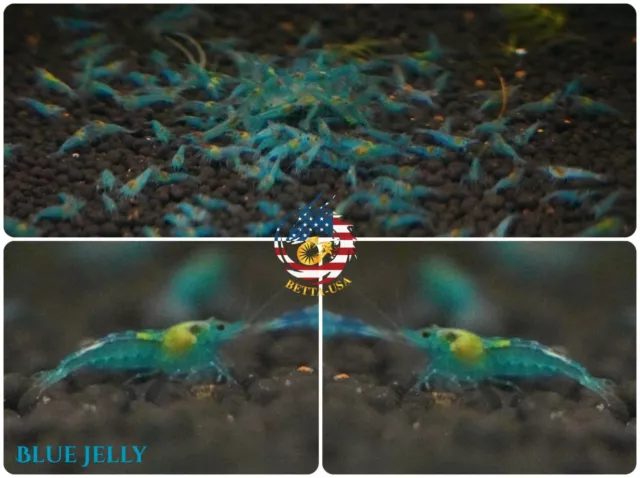 10+1 Blue Jelly - Freshwater Neocaridina Aquarium Shrimp. Live Guarantee