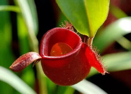 NEPENTHES AMPULLARIA RED – Fleischfressende Pflanze, 10 Samen