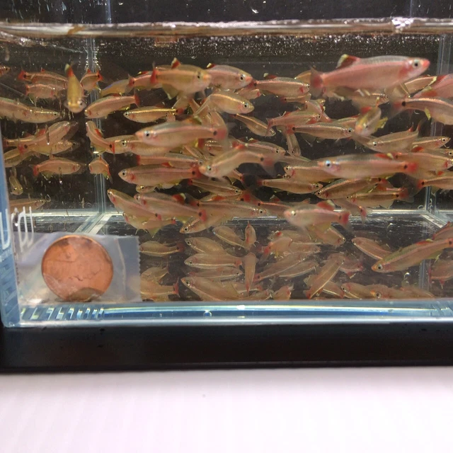 Aqua Huna White Cloud Mountain Minnow - 12 pack