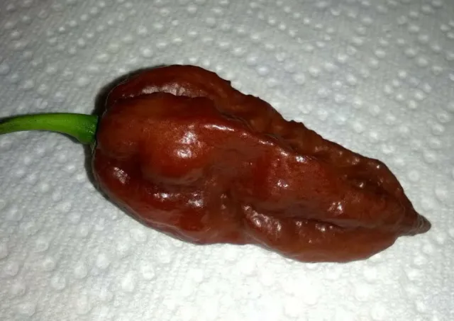 Bhut Jolokia Naga Chocolate | Ghost Chili Pepper | 20_Seeds 3