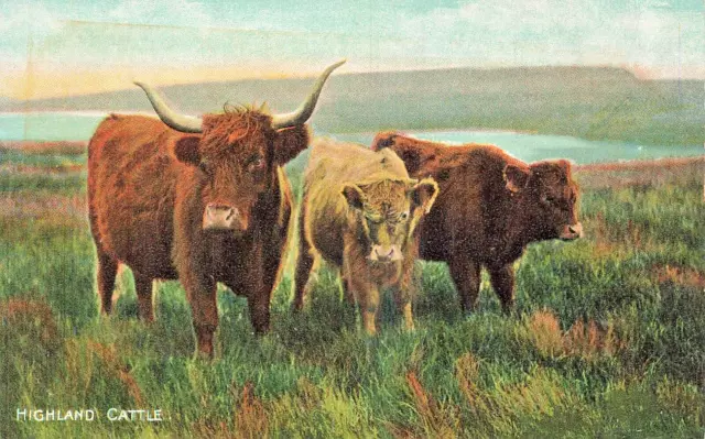 Highland Cattle In Scotland~Postcard