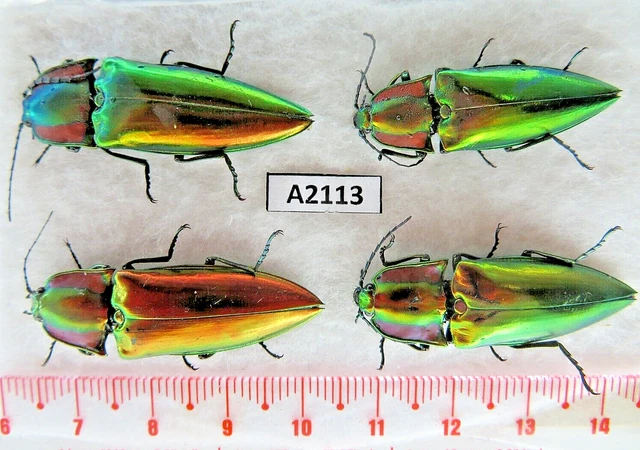 A2113. Unmounted butterflies: Elateridae sp. Vietnam. Yen Bai