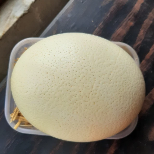 Cáscara de huevo de avestruz natural para artesanías de Sudáfrica