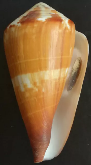 SHELL CONCHIGLIA CONUS VEXILLUM mm.93,5 W/O PHILIPPINES