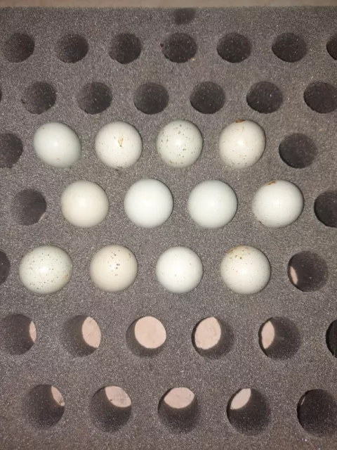 23 Eggs Plus Extra Celadon (Blue-Egger) Coturnix Quail Hatching Egg
