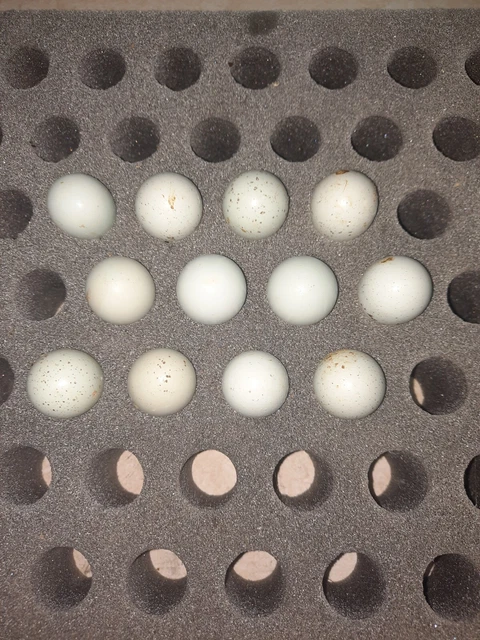 23 Eggs Plus Extra Celadon (Blue-Egger) Coturnix Quail Hatching Egg