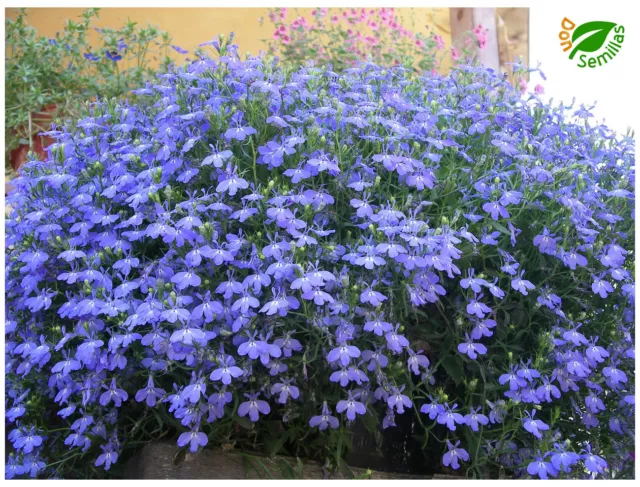 Lobelia Azul ( Lobelia erinus ) 1.000 semillas - seeds