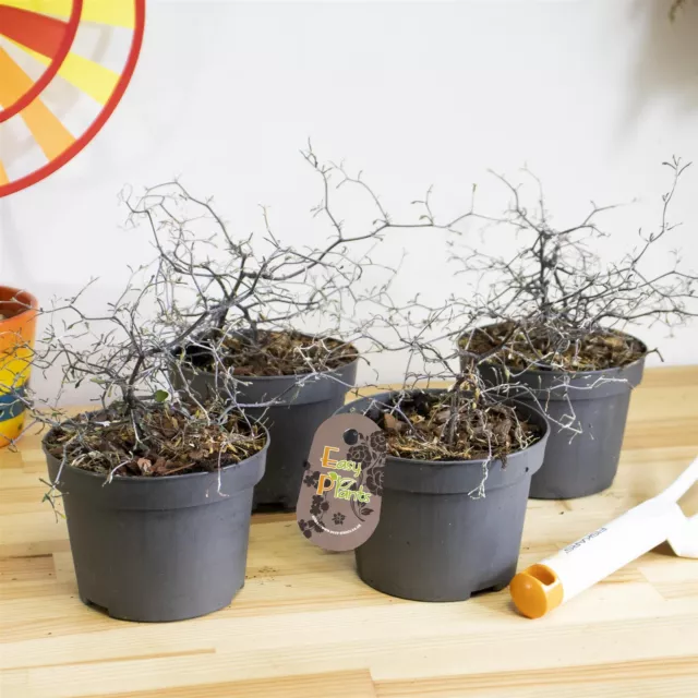 evergreen Silver Corokia cotoneaster Wire Netting Bush in 12cm Pot indoor