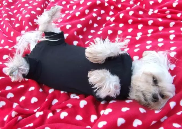 CHEMISE D'OPÉRATION, corps pour chiots ** POINT NOIR**après chirurgie corps canin 3