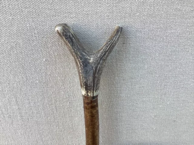 Red Deer Antler Walking  Hazel Thumb Stick  No.7