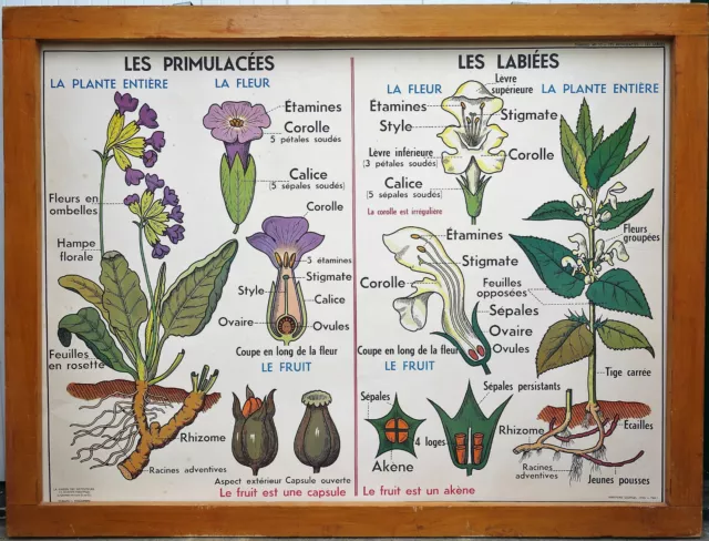 Ancienne affiche scolaire MDI sciences primulacées labiées pomme de terre