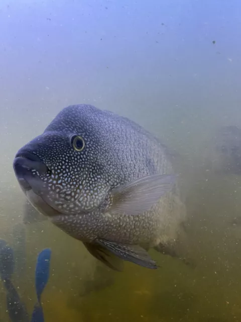 Texas Cichlid Freshwater Aquarium Fish 5”-7” (Male Or Female) 2