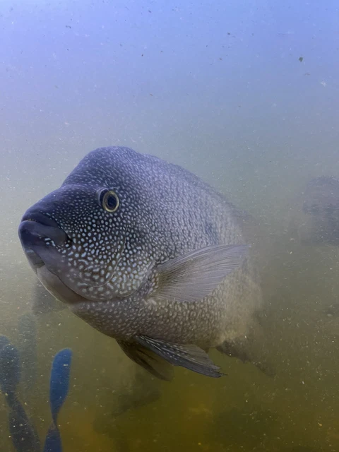 Texas Cichlid Freshwater Aquarium Fish 5”-7” (Male Or Female)