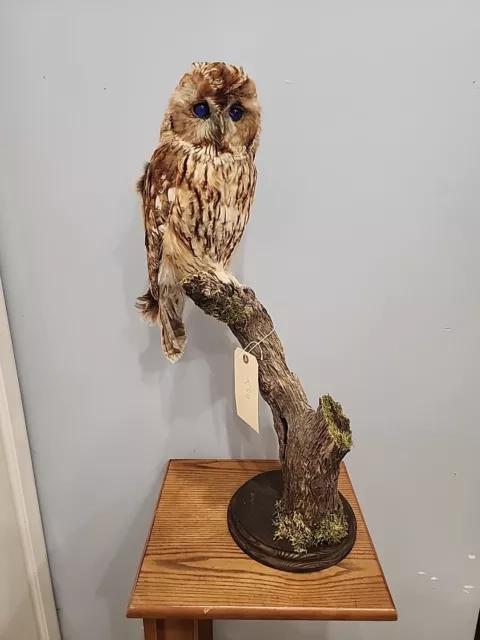 J99 New Tawny Owl (Strix Aluco) Bird Mount Taxidermy