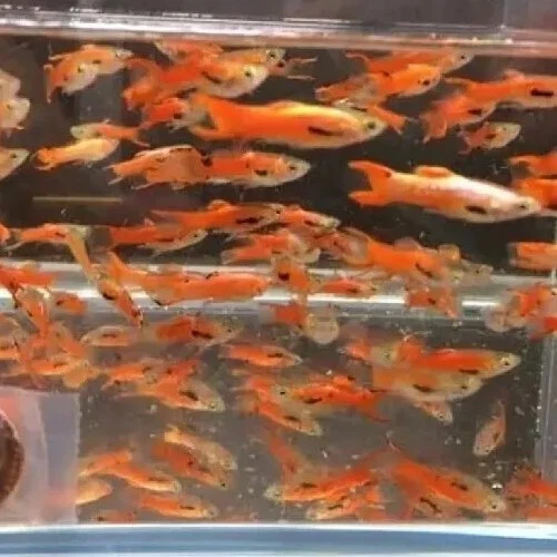 2 Trios (2M/4F) Chili Endlers Guppy Freshwater Tropical Livebearer Live Fish