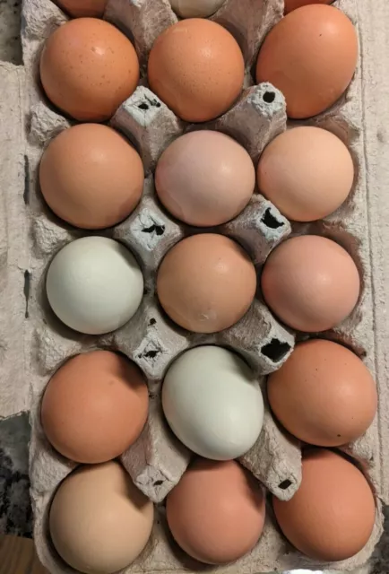 6 Fresh & Fertile Chicken Hatching Eggs -Barnyard Mix- Rare Mix Possible