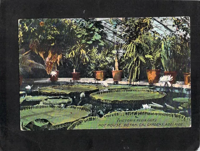 B2611 Australia SA Adelaide Botanic Gardens Hot House vintage postcard